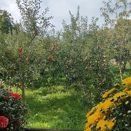 In Traditional Village Bradulet, Arges County Bradulet