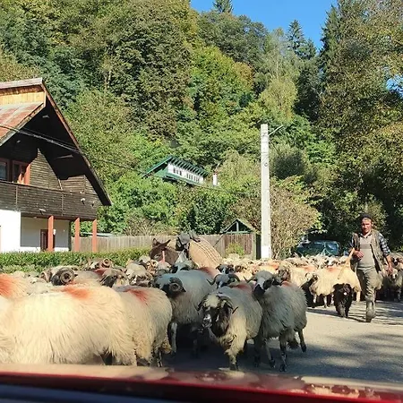 In Traditional Village Bradulet, Arges County Holiday home Bradulet